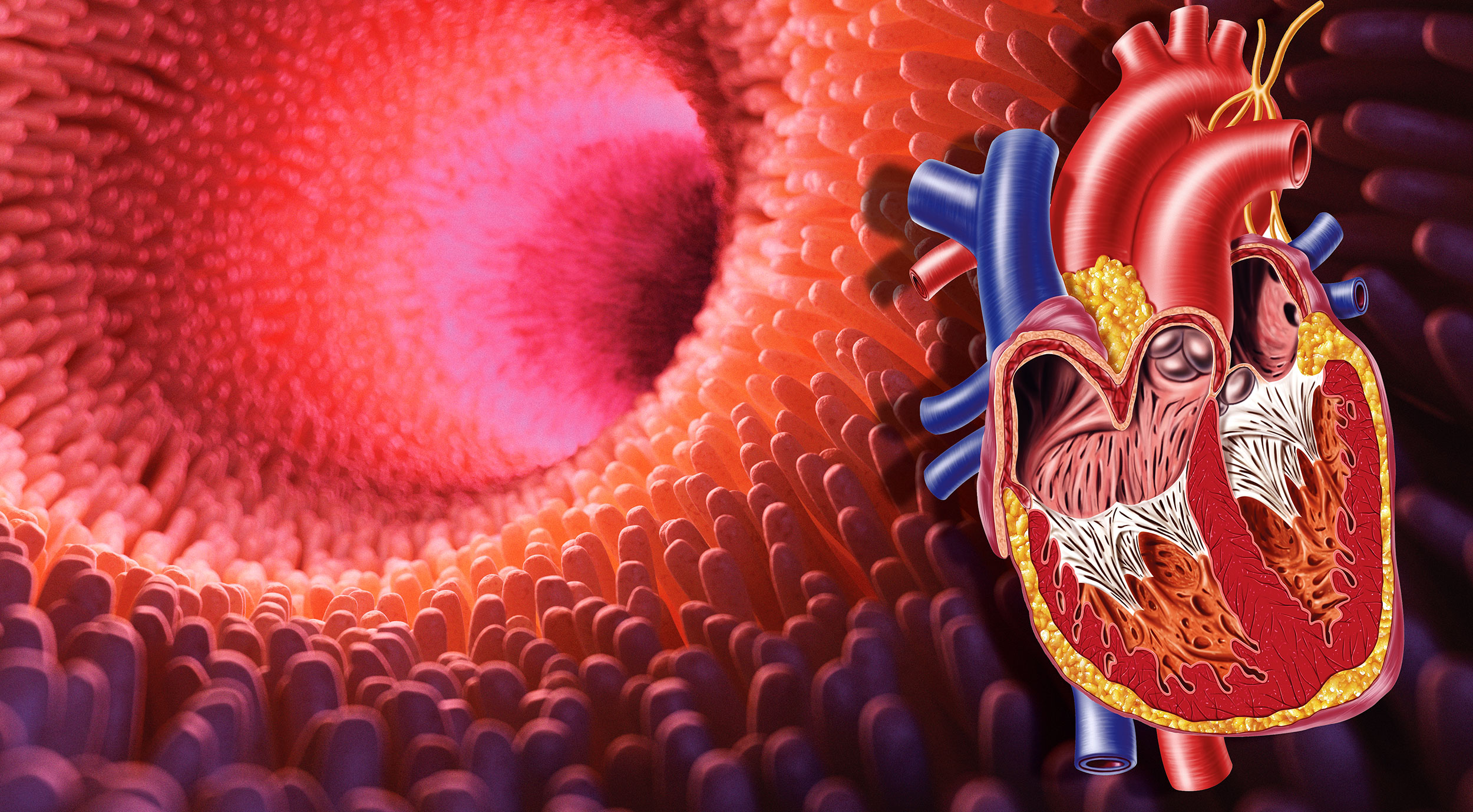 Vorsorge Prävention Krebsvorsorge Gewichtsreduktion Abnehmen Übergewicht Herzinfarkt Bluthochdruck Diabetes Schlaganfall Darmkrebs Ernährungsberatung Ernährungsmedizin